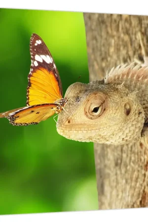 Schilderij - Hagedis Nowość