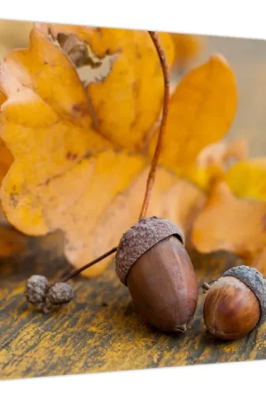 Schilderij - Herfst eikels Ekspresowa dostawa