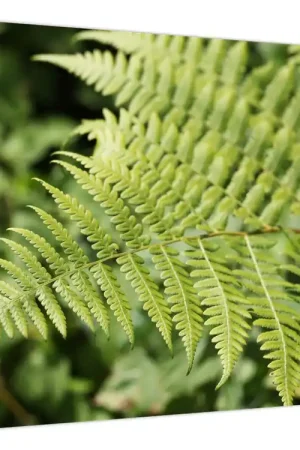 Wyprzedaż Schilderij - Varenblad