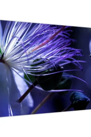 Oferta limitowana Schilderij - Tropische bloem