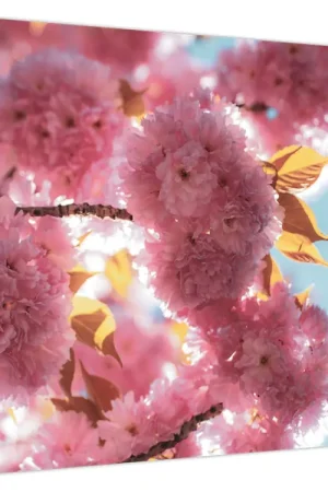 Schilderij - Kersenbloesem Tani