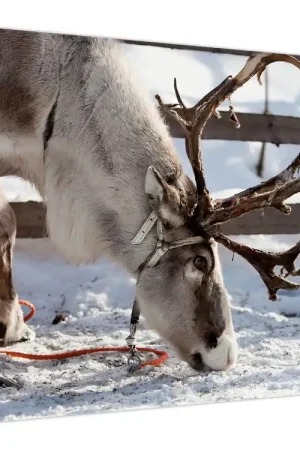 Popularny Schilderij - Zat