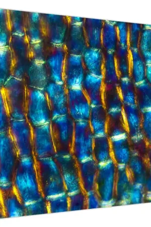 Wysoka jakość Schilderij - Celwand