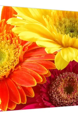 Schilderij - Bloemen Gerbery Oferta