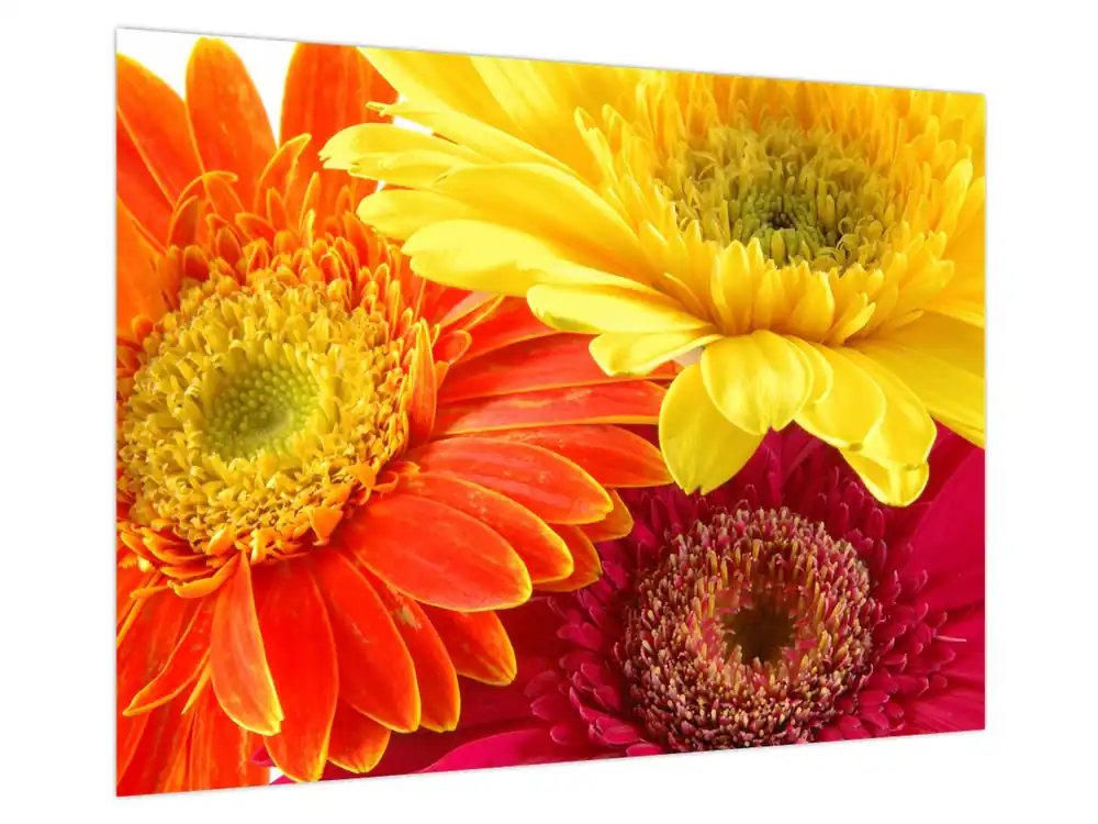 Schilderij - Bloemen Gerbery Oferta