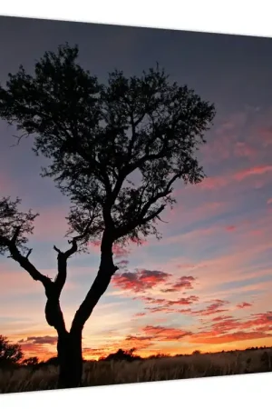Kup teraz Schilderij - Boom en roodachtige tinten