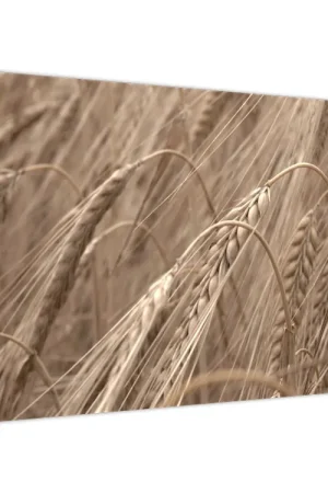 Schilderij - Het gouden veld Szybka dostawa