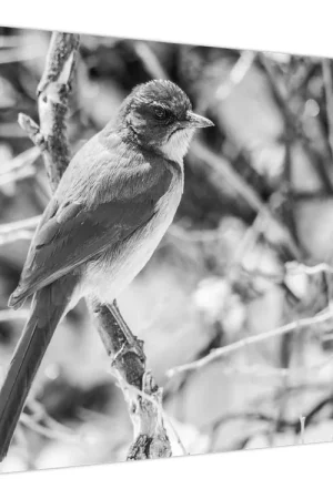 Schilderij - Bluebird in de winter Oferta