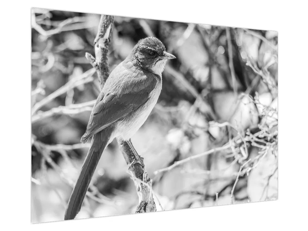 Schilderij - Bluebird in de winter Oferta