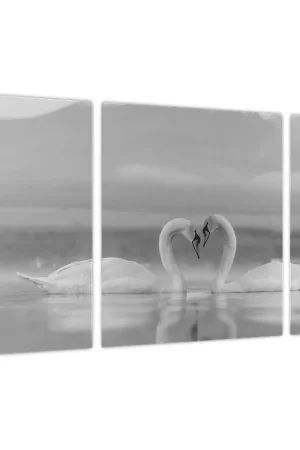 Zamów teraz Schilderij - Verliefde zwanen