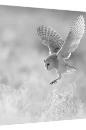 Schilderij - Uil in het veld Zwrot pieniędzy