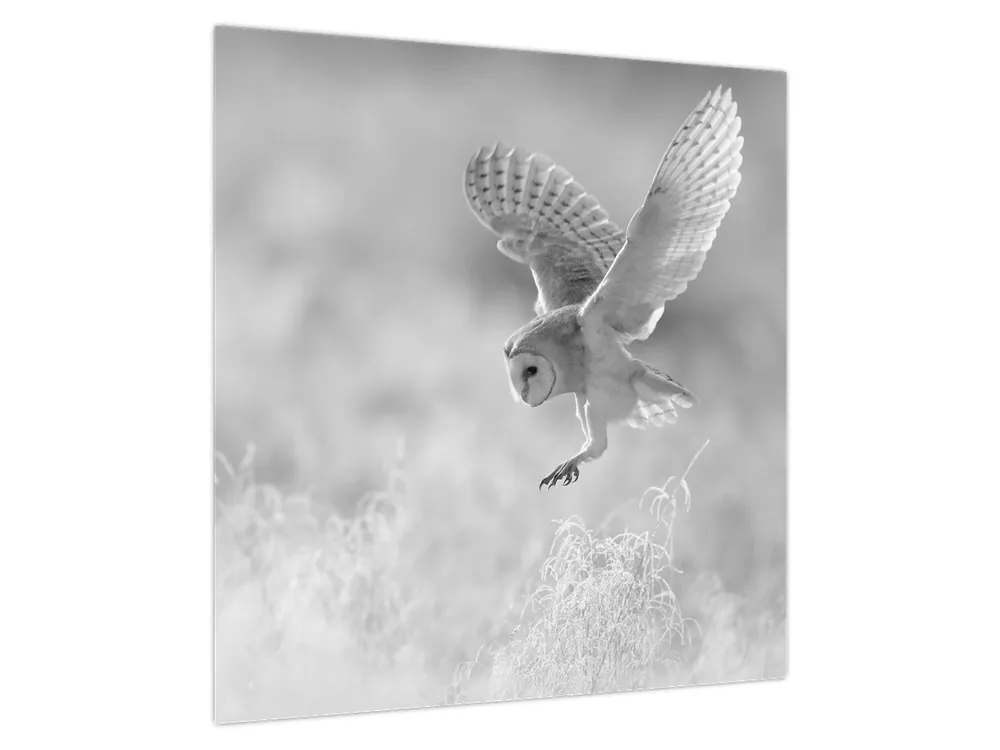 Schilderij - Uil in het veld Zwrot pieniędzy