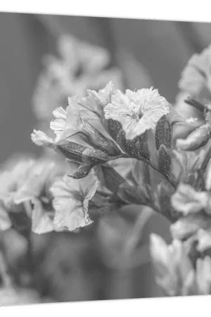 Popularny Schilderij - Gedroogde bloemen