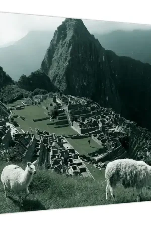 Oryginalny Schilderij - Lama's bij Machu Picchu in Peru