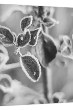 Autentyczny Schilderij - Natuur in de herfst