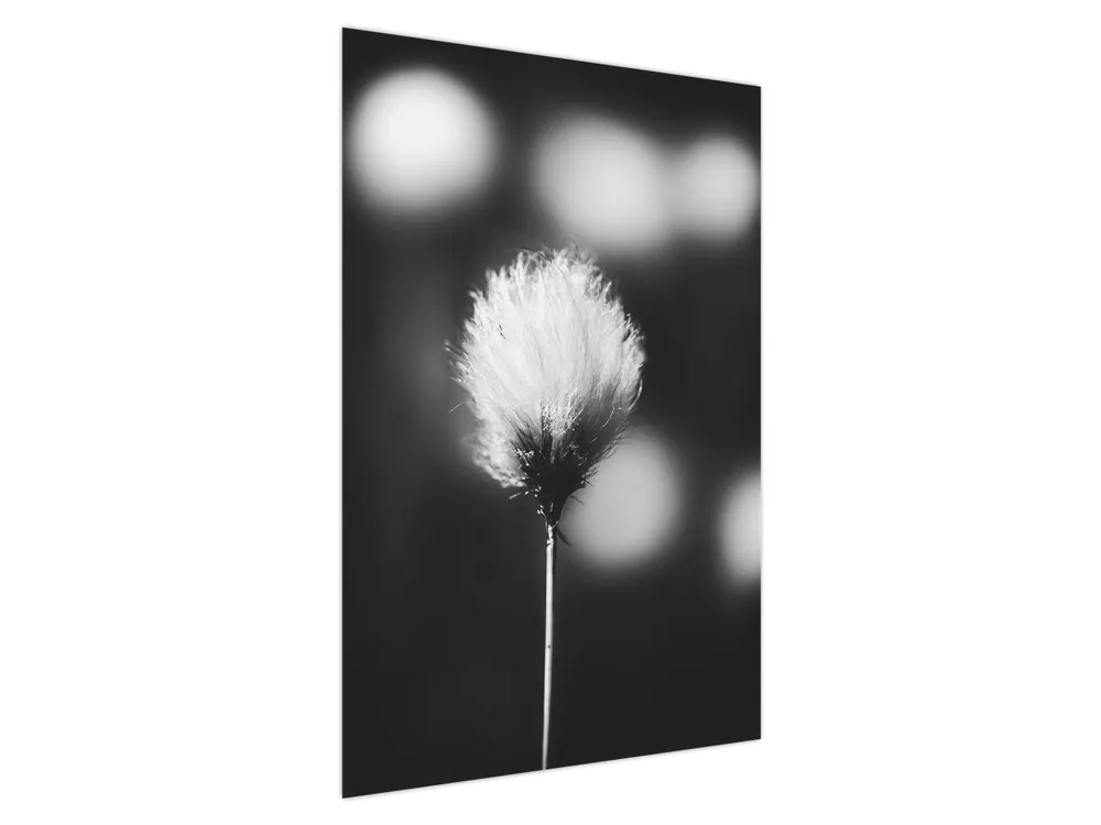 Schilderij - Zwart-wit wollegras Oferta