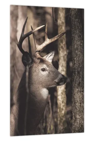 Schilderij - Herten in het bos Najlepsza cena