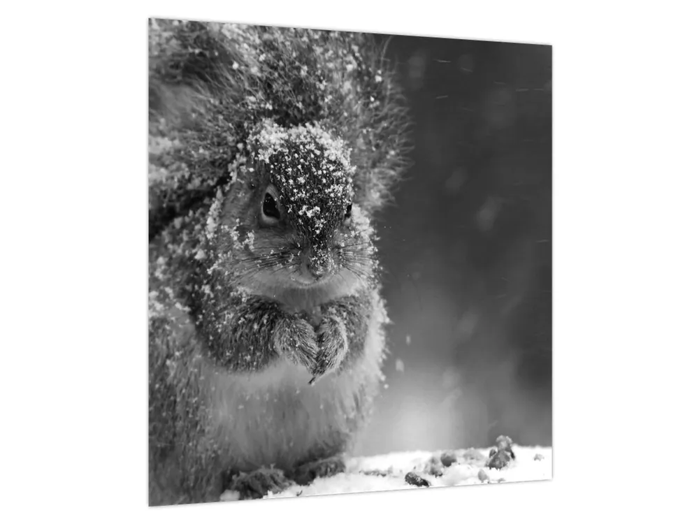 Schilderij - Eekhoorn in de winter Rabat