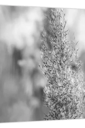 Schilderij - Boho pampagras Oferta