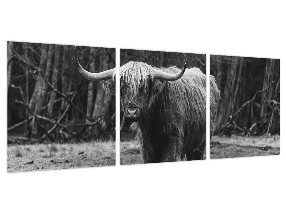 Promocja Schilderij - Schotse koe