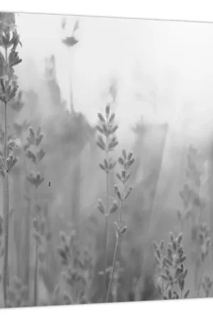 Schilderij - Lavendel Promocja