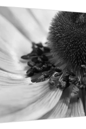 Wysoka jakość Schilderij - Bloem in zwart-wit