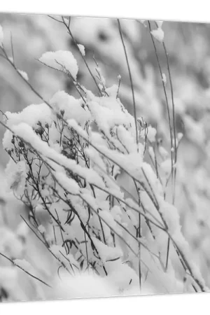 Schilderij - Besneeuwde takken Oryginalny