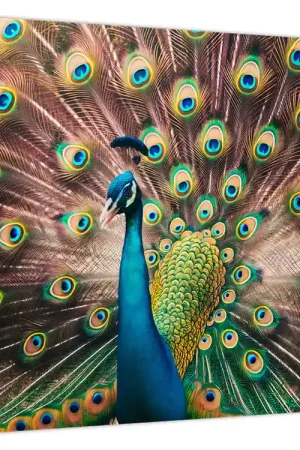 Schilderij - Pauw Premium