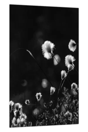 Schilderij - Weiland met wollegras N⁰1 Darmowa dostawa