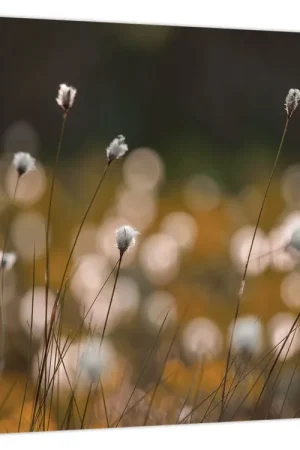 Zamów teraz Schilderij - Weiland met wollegras N⁰2