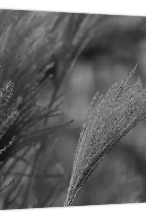 Schilderij - Gedroogd pampagras Bezpieczna płatność