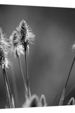 Oryginalny Schilderij - Beige zacht gras N⁰2