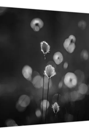 Szybka dostawa Schilderij - Cottongrass in de wei