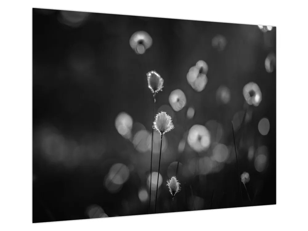 Szybka dostawa Schilderij - Cottongrass in de wei