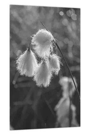 Tani Schilderij - Cottongrass