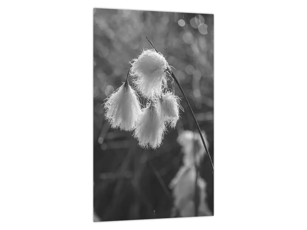 Tani Schilderij - Cottongrass