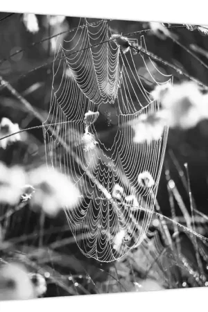 Schilderij - Spinnenweb in de wei Bezpieczna płatność