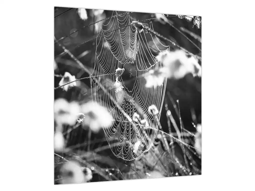 Schilderij - Spinnenweb in de wei Bezpieczna płatność