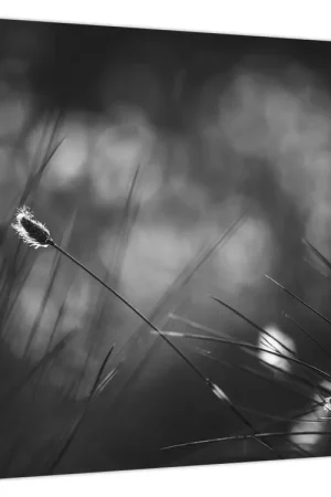 Zwrot pieniędzy Schilderij - Weidegras