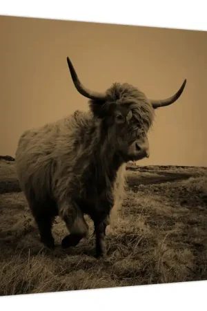 Bezpieczna płatność Schilderij - Schotse koe op de vlucht