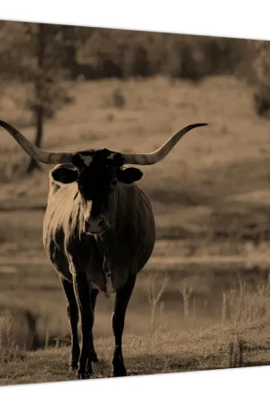 Schilderij - Texaanse koe Nowość