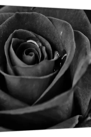 Oryginalny Schilderij - Dieprode roos