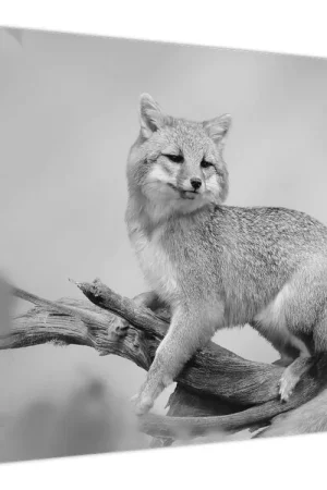 Bezpieczna płatność Schilderij - Grijze vos