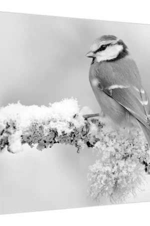 Schilderij - Een vogel op een tak Oryginalny