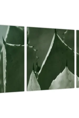 Schilderij - Groene agave Szybka dostawa