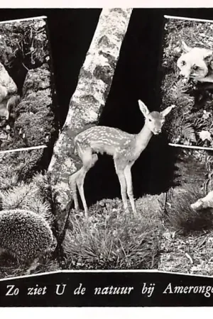 Amerongen Zo ziet u de natuur bij Amerongen 1959 HC47460 Ostatnia szansa