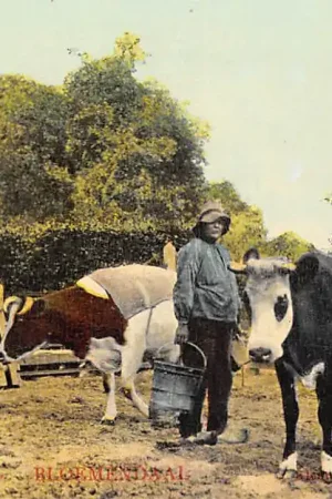 Zamów teraz Bloemendaal Hoekenrode Aerdenhout Boer met koeien Tulp Klederdracht Vintage HC46849
