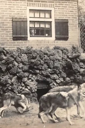 Arnhem Burger's Dierenpark Wolvenverblijf met Roodkapeje en Grootmoeder Zoo Dierentuin Newo fotokaart HC43677 Autentyczny