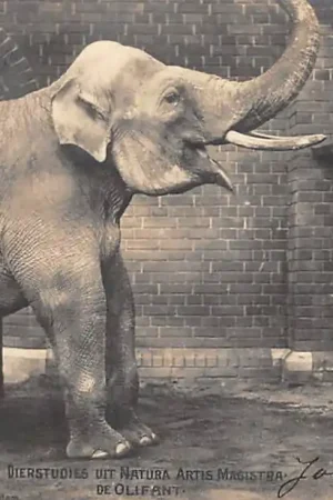 Amsterdam Dierstudies uit Natura Artis Magistra De Olifant Fotokaart Aug. F.W. Vogt 1903 HC43158 Niska cena