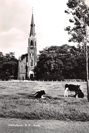 Wysoka jakość Akersloot R.K. Kerk met koeien in de wei 1964 Castricum HC37432